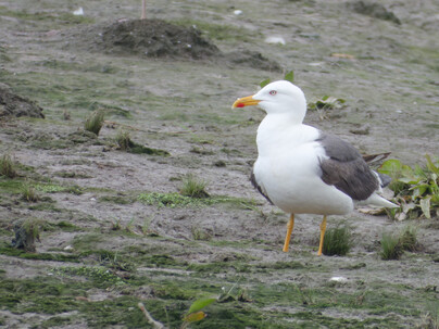 Thumbnail of Lesser Black Backed Gull